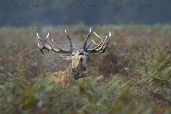 Red deer (Cervus elaphus) adult male stag animal roaring with its mouth open during the annual rut in autumn, England, United Kingdom