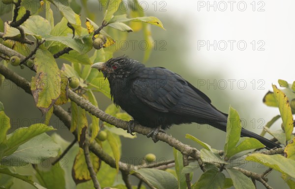 A male Asian koel (Eudynamys scolopaceus) on a tree branch, Sreepur, Gazipur, Bangladesh