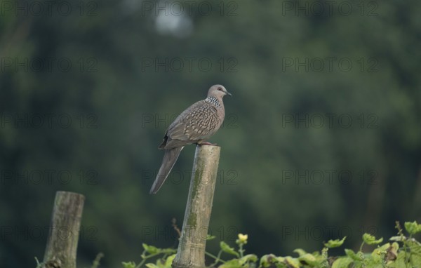 A Spotted dove or eastern spotted dove (Spilopelia chinensis), Sreepur, Gazipur, Bangladesh