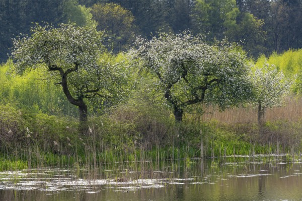Blooming apple trees at Ahlhorn fish ponds, Ahlhorn, Lower Saxony, Germany