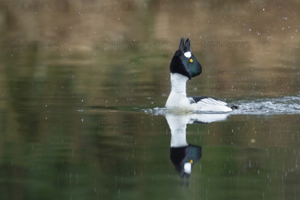 Courting goldeneye (Bucephala clangula), Ahlhorn, Lower Saxony, Germany