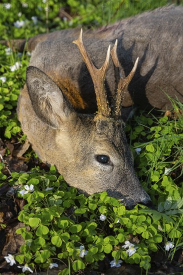 Killed Roebuck, Bockjagd, Ahlhorn, Lower Saxony, Germany