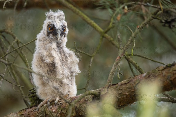 Long-eared owl (Asio otus), young bird, Faßberg, Lower Saxony, Germany