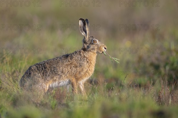 European hare (Lepus europaeus), Faßberg, Lower Saxony, Germany