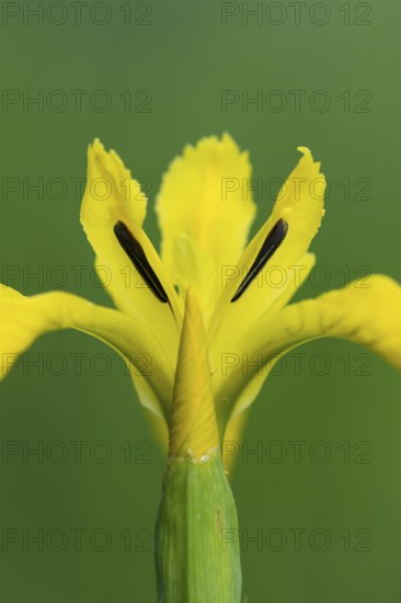 Flower of the marsh iris (Iris pseudacorus), Dötlingen, Lower Saxony, Germany