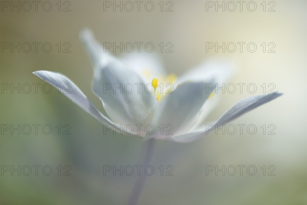 Flowering wood anemone (Anemone nemorosa), early bloomer, Vechta, Lower Saxony, Germany