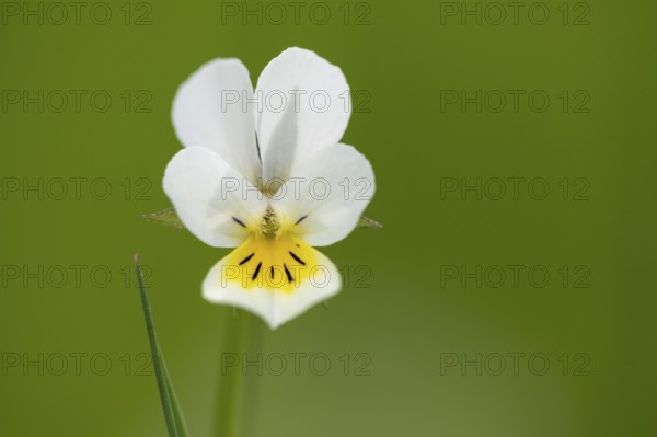 Field pansy (Viola arvensis), Dötlingen, Lower Saxony, Germany