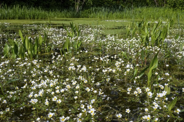 Common water-crowfoot (Ranunculus aquatilis L.), Dötlingen, Lower Saxony, Germany