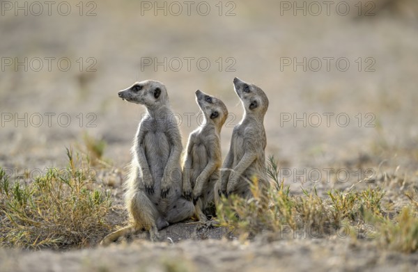 Meerkats or suricates (Suricata suricatta), Makgadikgadi Salt Pans, Makgadikgadi Pans National Park, Central District, Botswana