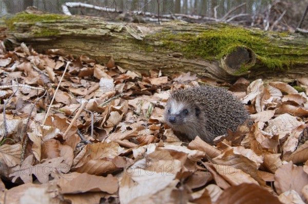 Hedgehog (Erinaceidae) on the forest floor looking for winter quarters, Cloppenburg, Lower Saxony, Germany