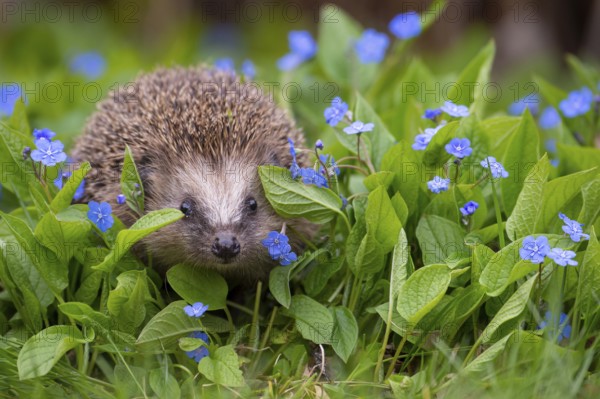 Cute hedgehog, brown-breasted hedgehog (Erinaceus europaeus) in the garden, Vechta, Lower Saxony, Germany
