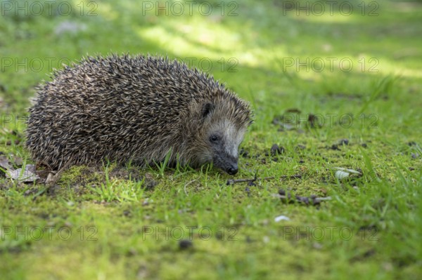 Hedgehog (Erinaceidae) on the forest floor, Cloppenburg, Lower Saxony, Germany