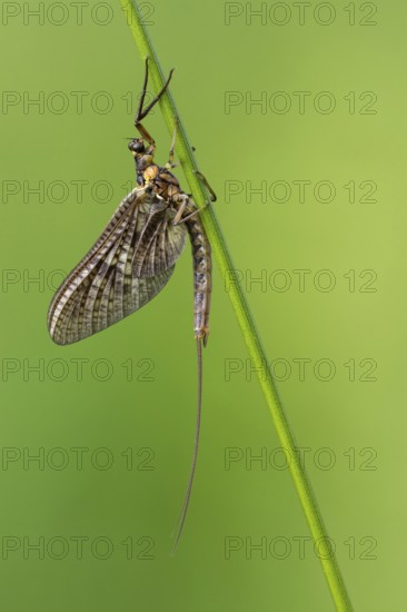 Ephemera danica or Danish mayfly (Ephemera danica), Ahlhorn, Lower Saxony, Germany