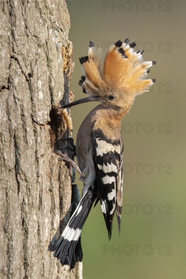 Hoopoe (Upupa epops), Faßberg, Lower Saxony, Germany