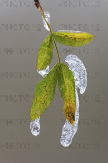 Freezing rain on a leaf in Barneführer Holz, Hatten, Lower Saxony, Germany