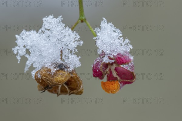 Peacock coneflower (Euonymus europaeus) in Barneführer Holz, Hatten, Lower Saxony, Germany
