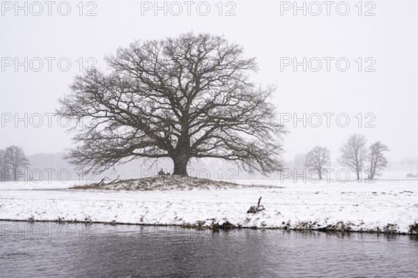 Oak (Quercus) in the Hunte meadows near Colnrade in winter, Colnrade, Lower Saxony, Germany