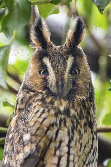 Long-eared owl (Asio otus), Damme, Lower Saxony, Germany