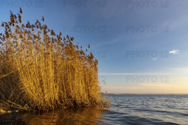 Reeds on the banks of Dümmer, Lembruch, Lower Saxony, Germany