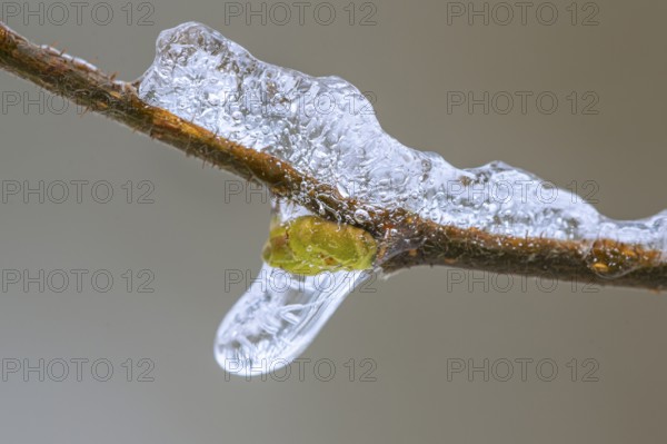 Freezing rain in Barneführer Holz, bud of a tree enclosed in ice, Hatten, Lower Saxony, Germany