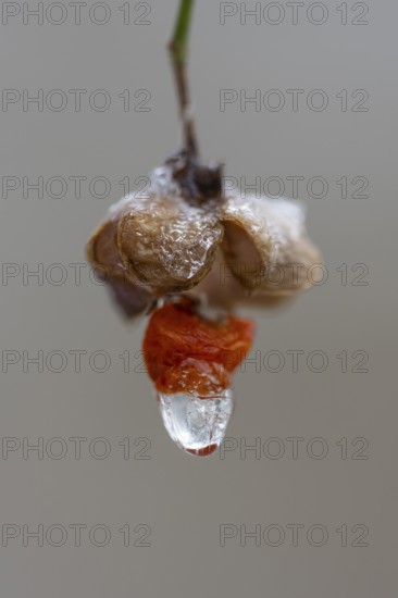 Peacock coneflower (Euonymus europaeus) in Barneführer Holz, Hatten, Lower Saxony, Germany