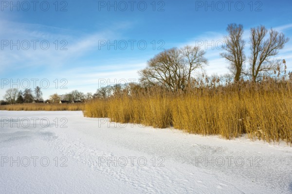 Thatch on the banks of the clown Dümmer, Eickhöpen, Lembruch, Lower Saxony, Germany