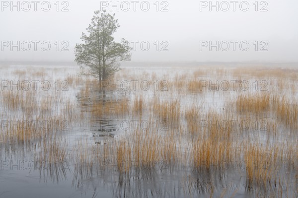 Winter landscape in moor, Goldenstedt, Lower Saxony, Germany