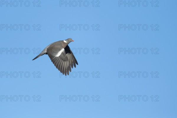 Woodpigeon (Columba palumbus) in flight against a blue sky, Hanover, Lower Saxony, Germany
