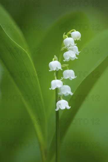 Flowering lily of the valley (Convallaria majalis), Damme, Lower Saxony, Germany