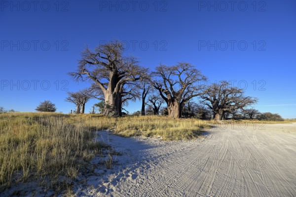 Baines Baobabs, baobab or baobab trees (Adansonia digitata), Kudiakam Pan, Nxai Pan National Park, near Gweta, Central District, Botswana