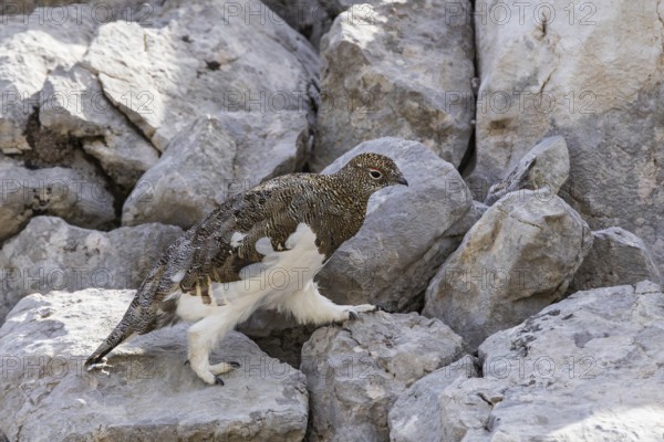 Rock ptarmigan (Lagopus muta), close-up, male walking between rocks in the Alps, Bavaria, Germany