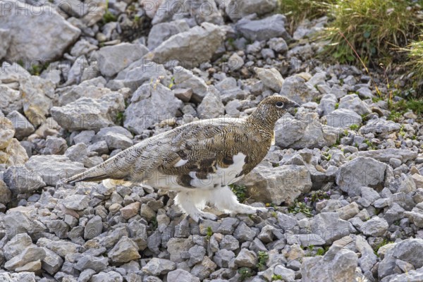 Rock ptarmigan (Lagopus muta), close-up, male walking between rocks and scree on a mountain slope in the Alps, Bavaria, Germany