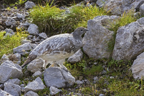 Rock ptarmigan (Lagopus muta), close-up, female walking between rocks, scree and sparse green vegetation in the Alps, Bavaria, Germany