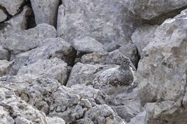 Rock ptarmigan (Lagopus muta), close-up, female stands perfectly camouflaged by the grey plumage between rocks in the Alps, Bavaria, Germany