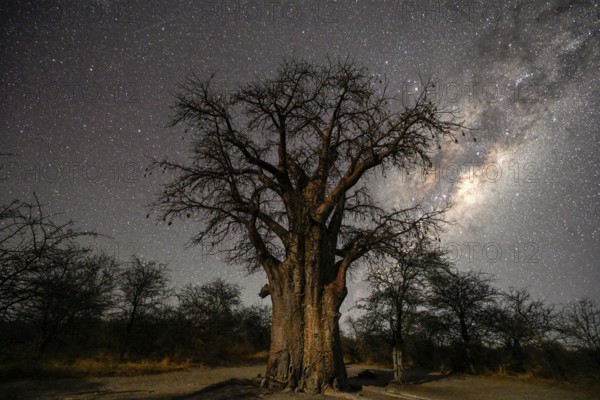 Starry sky above a baobab or baobab tree (Adansonia digitata), Kudiakam Pan, Nxai Pan National Park, near Gweta, Central District, Botswana