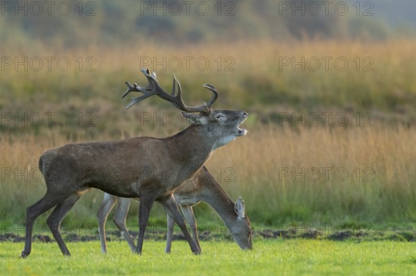 Red deer (Cervus elaphus), rut, Hoenderloo, Gelderland, Netherlands