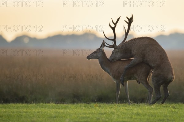 Red deer (Cervus elaphus) mating, Hoenderloo, Gelderland, Netherlands