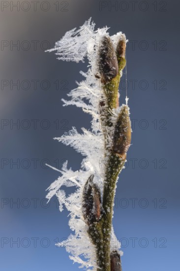 Hoarfrost on a branch with a bud, Colnrade, Lower Saxony, Germany