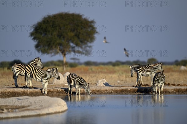 Plains zebra (Equus quagga) at the Nxai Pan waterhole, Nxai Pan National Park, near Gweta, Central District, Botswana