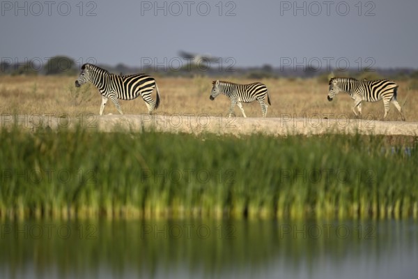 Plains zebra (Equus quagga) at the Nxai Pan waterhole, Nxai Pan National Park, near Gweta, Central District, Botswana