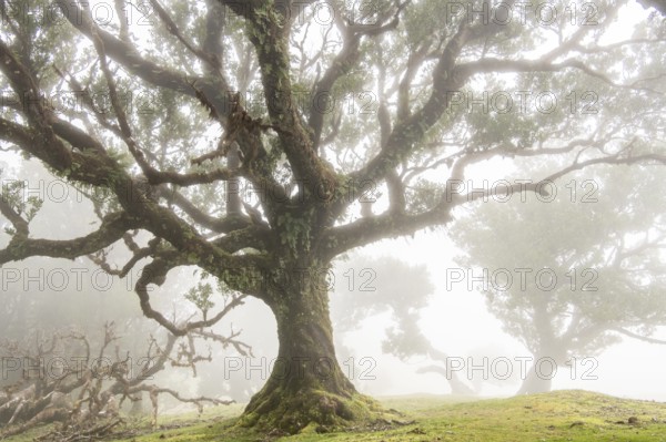 Laurel trees (Laurus nobilis) on Madeira, Fanal, Madeira, Portugal