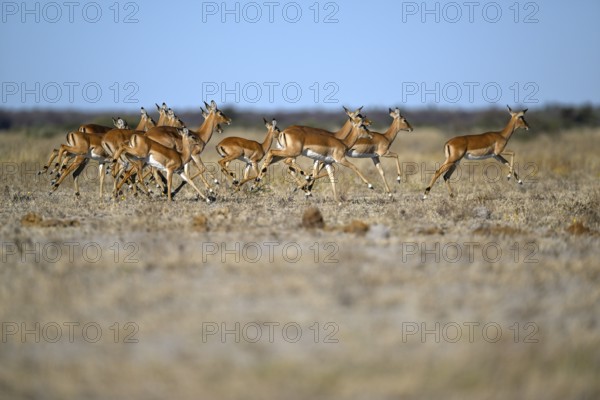Black verse impala (Aepyceros melampus), Nxai Pan National Park, near Gweta, Central District, Botswana