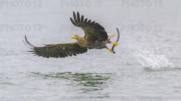 White-tailed eagle (Haliaeetus albicilla), in flight grabbing its prey, Mecklenburg-Western Pomerania, Germany