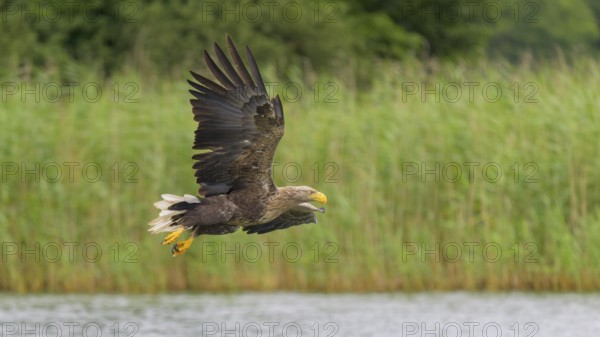 White-tailed eagle (Haliaeetus albicilla), in flight over a landscape of reeds and lakes, Mecklenburg-Western Pomerania, Germany