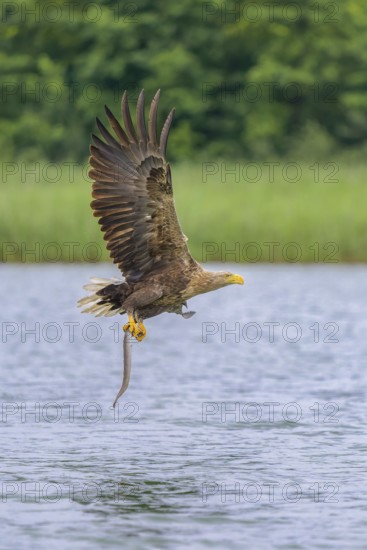 White-tailed eagle (Haliaeetus albicilla), in flight over a landscape of reeds and lakes with prey in its talons, Mecklenburg-Western Pomerania, Germany