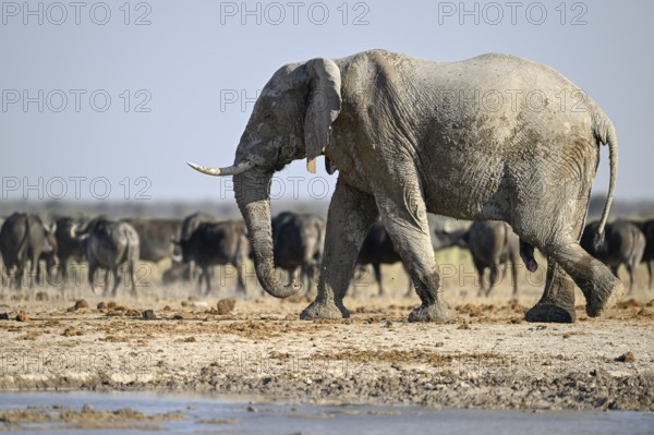 African elephant (Loxodonta africana), Nxai Pan National Park, near Gweta, Central District, Botswana
