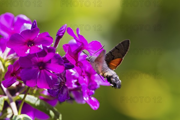 Pigeon tail (Macroglossum stellatarum), close-up, flying and hovering with its long, unrolled proboscis and open wings in front of a purple blooming garden flower in which it collects nectar, Hesse, Germany