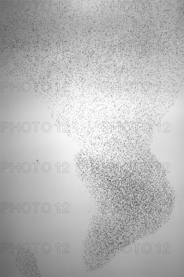 Starling (Sturnus vulgaris), huge flock forms an impressive pattern in the sky in the formation flight of a so-called murmuration to ward off a hunting peregrine falcon (Falco peregrinus), Rhineland-Palatinate, Germany