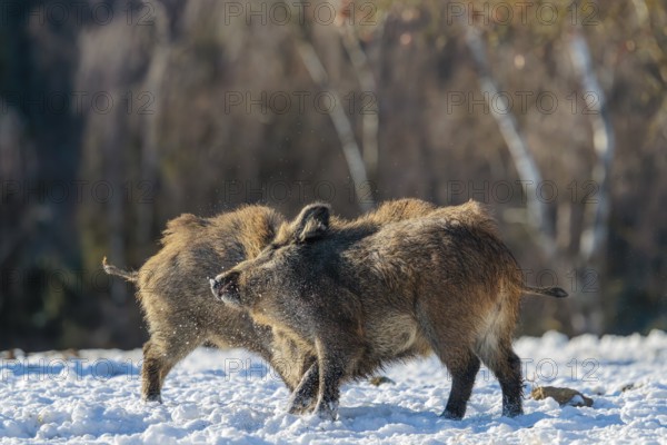 Two young wild boars (Sus scrofa) wrestle with each other in the backlight of the sun in a clearing. Their raised dorsal crests glow in the light. Bavaria, Germany