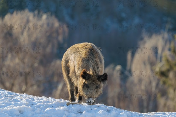 A wild boar (Sus scrofa) stands in the backlight of the sun on a snow-covered mound. A forest can be seen in the background. Bavaria, Germany
